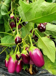 eggplant siberian bunch